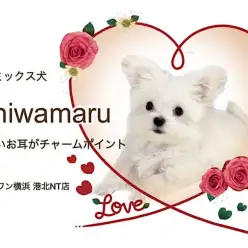 【 ミックス 】どうなるお耳？成長が楽しみのプッチーサイズのチワマルちゃん！