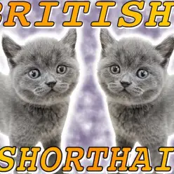 【 ブリティッシュショートヘア 】チャンピオンの子供は容姿も性格もハイグレード！