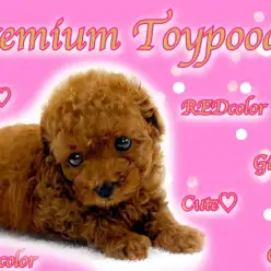 【 トイプードル 】濃厚レッドの手乗りサイズ！目ヂカラ最強のプレミアムな女の子！