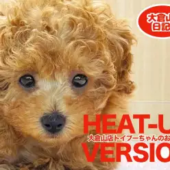 【 5/4大倉山プーちゃん日記 】MIXちゃんと遊ぶの大好きの巻！