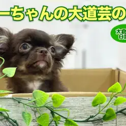 【 5/17本日も開演 】大倉山大サーカス！チワワちゃんの大道芸の巻