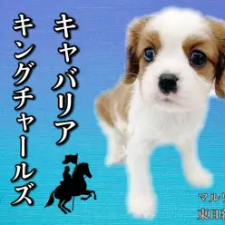 【 キャバリア 】賢くて優しいおっとり顔、イメージとのギャップがたまりません！