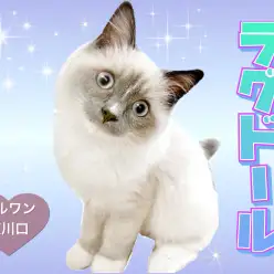 【 ラグドール 】クールに見えて実は甘え上手なドールキャット!