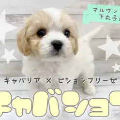 【 MIX 】人気急上昇中！話題のMIX、キャバションの男の子がやって来ました！