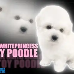 【 ホワイトトイプードル 】フレンドリーな爆毛わたあめプードル！