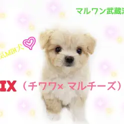 【 MIX・チワワ×マルチーズ 】人気のMIX犬！両親の良いとこどりの子！！
