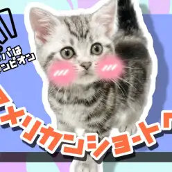 【 アメリカンショートヘア 】パパはグランドチャンピオン!陽気な性格の子猫ちゃん