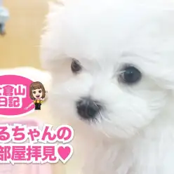 【 5/16 純白天使マルチーズ 】お部屋を覗いちゃうぞ！の巻