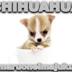【 チワワ 】生後57日で401g!極小サイズのゴールドジュエリーな手乗り男子!