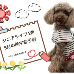 【 お役立て情報 】シニアちゃん油断できない5月の熱中症