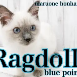 【 ラグドール 】初めてネコを飼うなら本羽田店のラグドールくんに決まり！