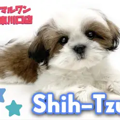 【 シーズー 】鼻ぺちゃ界のプリンスシーズーちゃんをセカンドブログでご紹介！