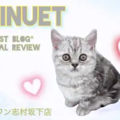 【 ミヌエット 】短足好きの方集合！これぞ究極系の癒しにゃんこ！