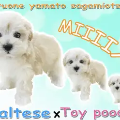 【 MIX 】マルチーズとトイ・プードルのミックス！長いまつ毛が特徴のマルプー！