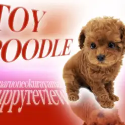 【 トイプードル 】レッドホットコート！奇跡の黄金比の超ハイレベルトイプー登場！