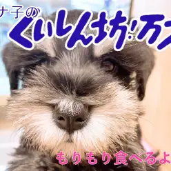 【 6/24シュナ子のご飯 】ガツガツたくさん食べるシュナ子の様子の巻！！！