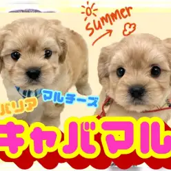 【 キャバリアミックス 】5分で完読！超希少MIXキャバマルが東川口店初登場！