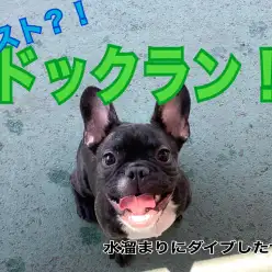 【 6/13ラスト？！ドッグラン 】汚れても気にしない！思いっきり走り回ろう！