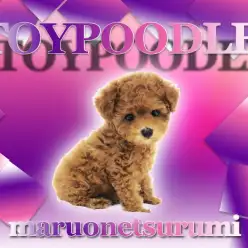 【トイプードル】わんちゃん初心者の方の大本命!横浜イチ可愛い女の子降臨!