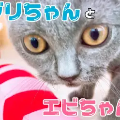 【6/18けりぐるみ】ブリちゃんとエビちゃんが遊ぶの巻！！！