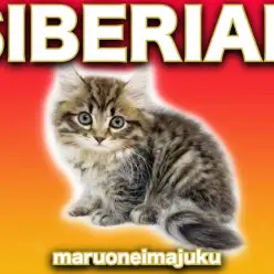 【 サイベリアン 】ブラウンタビーのワイルドCAT！目ヂカラ最強イケメンあらわる