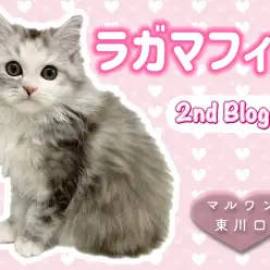 【 ラガマフィン 】女子力UP！癒し系ラガちゃんのセカンドブログ！