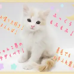 【 ラガマフィン 】ふわふわまんまる！長毛種でもお手入れ楽チン！