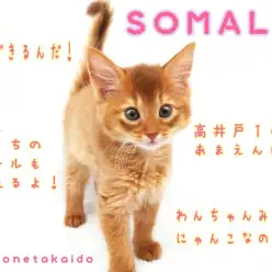 【 ソマリ 】犬派もメロメロ!しつけだってバッチリ出来ちゃう天才にゃんこ!