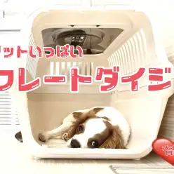 【 6/19トレーニング 】狭くても落ち着くよ！キャバリンの巻