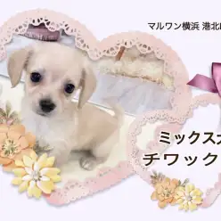 【 ミックス犬 】チワワフェイスに短足胴長ボディのハイブリッドガール！