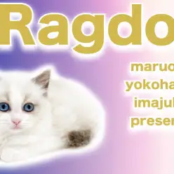 【 ラグドール 】ブルーの瞳が神秘的な究極のおっとり系！超絶甘えん坊な女の子！