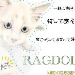 【 ラグドール 】犬派にオススメナンバーワンキャット！見た目は美猫、中身は・・？