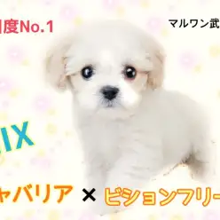 【 MIX・キャバション 】注目度No.1のアイドルわんこ!