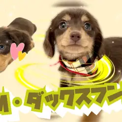 【 ミニチュアダックスフント 】小さな天使降臨!5分でみんなの心を虜にしちゃうぞ