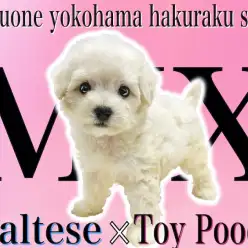 【 MIX 】将来はドワーフ体型?マルプーは初めてのペットパートナーにオススメ!