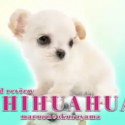 【 チワワ ロングコート】仲間入りしてから2週間！チワワちゃんに変化が・・・！