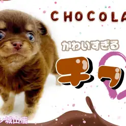 【 チワワ 】食べちゃいたいくらい可愛い!ミニチョコチワワちゃん!