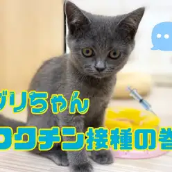 【 6/1頑張れブリちゃん 】大事な予防接種！チックンにトライの巻！