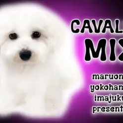 【 MIX犬 】生後6ヶ月を迎えるビションとキャバリアMIXのシャンプーに密着!