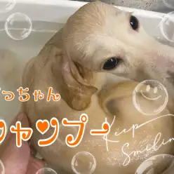 【 6/30だっちゃんシャンプー 】お風呂でも得意技のコロン披露しちゃう？！の巻