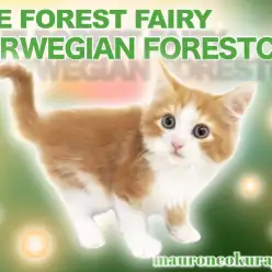 【 ノルウェージャン 】超美形！レッド＆ホワイトの美しき王子様がやってきた！