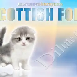 【 スコティッシュフォールド 】希少！ダイリュートキャリコのパステルキャット！