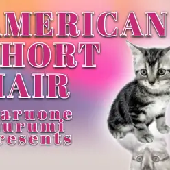 【 アメリカンショートヘア 】両親チャンピオンの美男子降臨!美しき縞模様は必見!