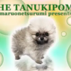 【 ポメラニアン 】生後67日で驚異の550g！オレンジポメちゃん登場！