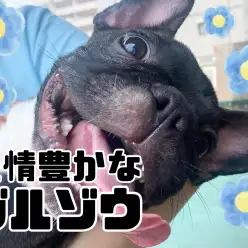 【 6/3ブルゾウ七変化 】表情豊かなブルゾウは見ているだけで笑えるの巻！