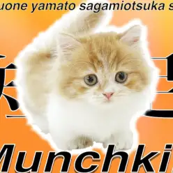 【 マンチカン 】色鮮やかな濃厚レッド！代名詞の短足も自慢の猫界のスーパーカー！