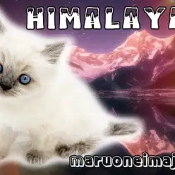 【 ヒマラヤン 】ブルーポイントカラーのぺちゃ顔KING！無防備な寝顔は必見！