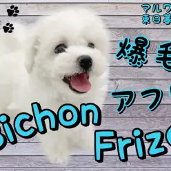 【 ビションフリーゼ 】爆毛のぬいぐるみ系女子！可愛すぎちゃってごめんなさい！