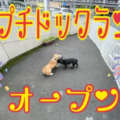 【6/23プチドッグラン】みんなの憩いの場復活！！！！喜びのドックランの巻！！