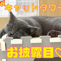 【 6/29 ニャン's 日記 】おNEWのキャットタワーお披露目！